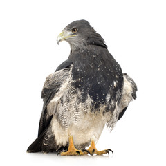 Black-chested Buzzard-eagle () - Geranoaetus melanoleucus