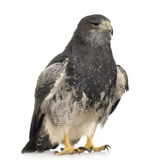Black-chested Buzzard-eagle () - Geranoaetus melanoleucus
