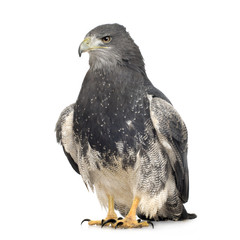 Black-chested Buzzard-eagle () - Geranoaetus melanoleucus
