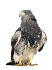 Black-chested Buzzard-eagle () - Geranoaetus melanoleucus
