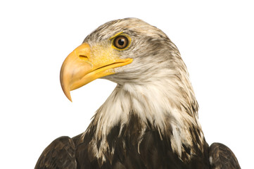 Fototapeta premium Young Bald Eagle (5 years) - Haliaeetus leucocephalus