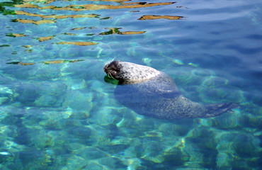 Fototapeta premium Foca marina