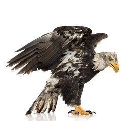 Young Bald Eagle (5 years) - Haliaeetus leucocephalus