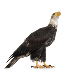 Young Bald Eagle (5 years) - Haliaeetus leucocephalus
