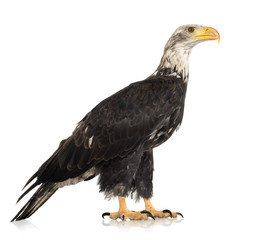 Young Bald Eagle (5 years) - Haliaeetus leucocephalus