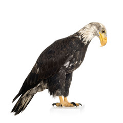 Young Bald Eagle (5 years) - Haliaeetus leucocephalus