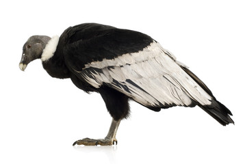 Andean Condor - Vultur gryphus (15 years)