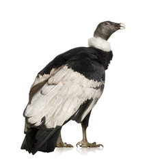 Andean Condor - Vultur gryphus (15 years)