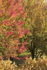 Naklejka premium autumn colors in a young maple forest