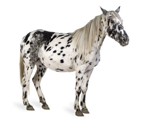 Obraz na płótnie Canvas Appaloosa konia