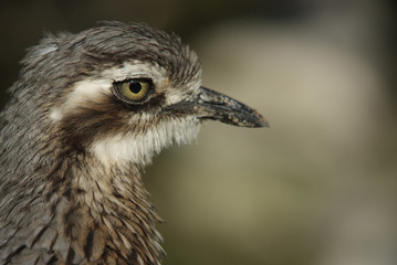 Bush Thick-Knee or Bush Stone-curlew (close-up)