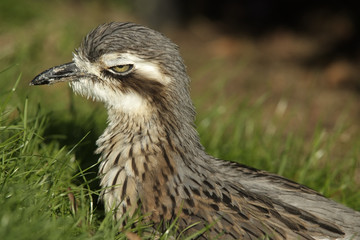 Bush Thick-Knee or Bush Stone-curlew (close-up).