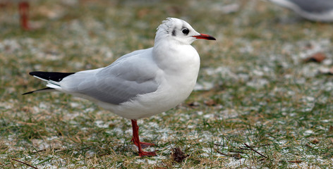 Seagull standing on the frozen ground.