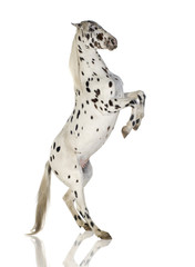 Appaloosa horse