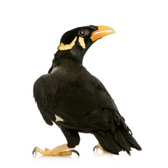 Common Myna - Acridotheres tristis