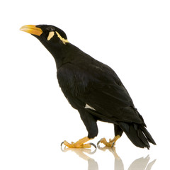 Common Myna - Acridotheres tristis