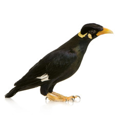 Common Myna - Acridotheres tristis