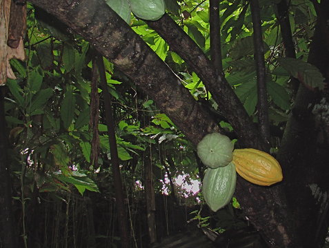 Cabosse de cacaoyers &agrave; divers stades