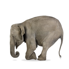 Asian Elephant - Elephas maximus (40 years)