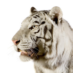 White Tiger