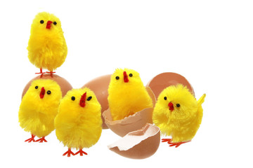 Little yellow Easter chicks, with eggs and eggshells. 
