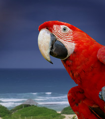Green wing macaw or parrot bird on tropical blue sea background