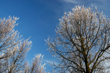 Obraz na płótnie Canvas winter trees