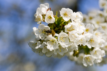 Apfelblüte mit Biene