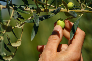 Collecting olives