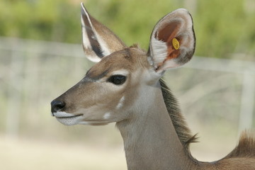 ALERT DEER