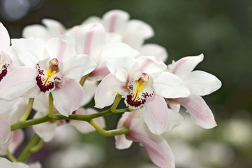 Orchideen Zuchtformen