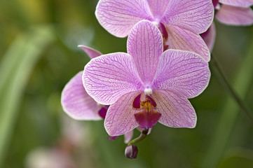 Orchideen Zuchtformen