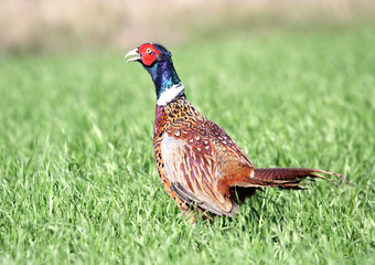 Fototapeta premium Common Pheasant ( Phasianus colchicus ). Russia, Voronezh area.