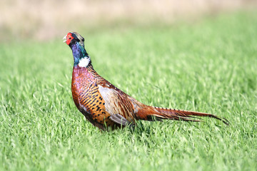 Common Pheasant ( Phasianus colchicus ). Russia, Voronezh area.