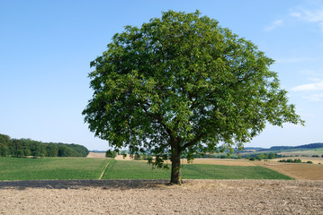 Lonely Tree in Summer
