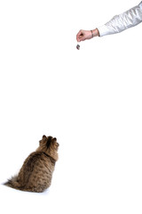 Kitten waiting for her mouse