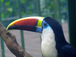 le toucan © Didier Sibourg