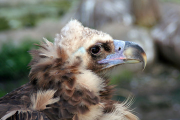 Bird of prey from Moscow zoo