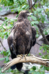 Bird of prey from Moscow zoo