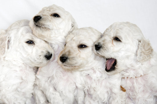Jeunes chiots - Caniche royal