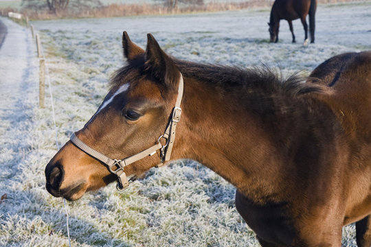 Foal in the Field