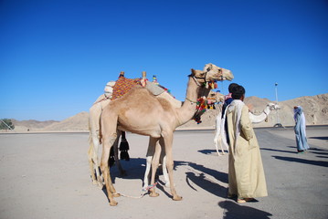 People and camels 