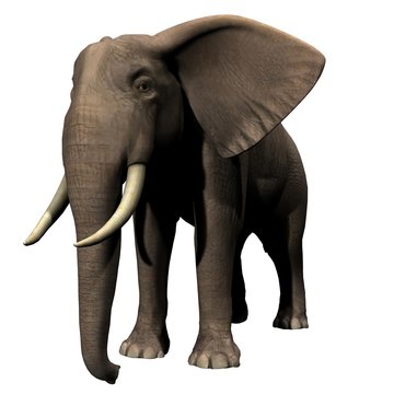 African Elephant 3D Image