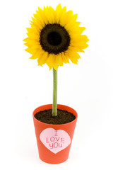 Obraz premium Sunflower in a pot and paper heart. Isolated on white