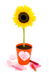 Obraz premium Sunflower in a pot. Paper heart. Isolated on white background