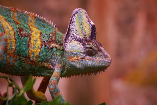 Cam&eacute;l&eacute;on
