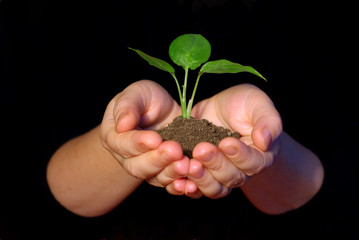 Plant between hands on black