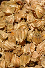 Physalis