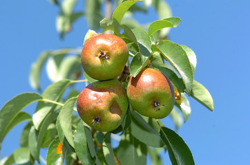 Birnen am Baum