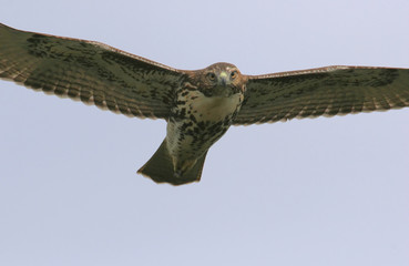 Red-tailed Hawk in Flight